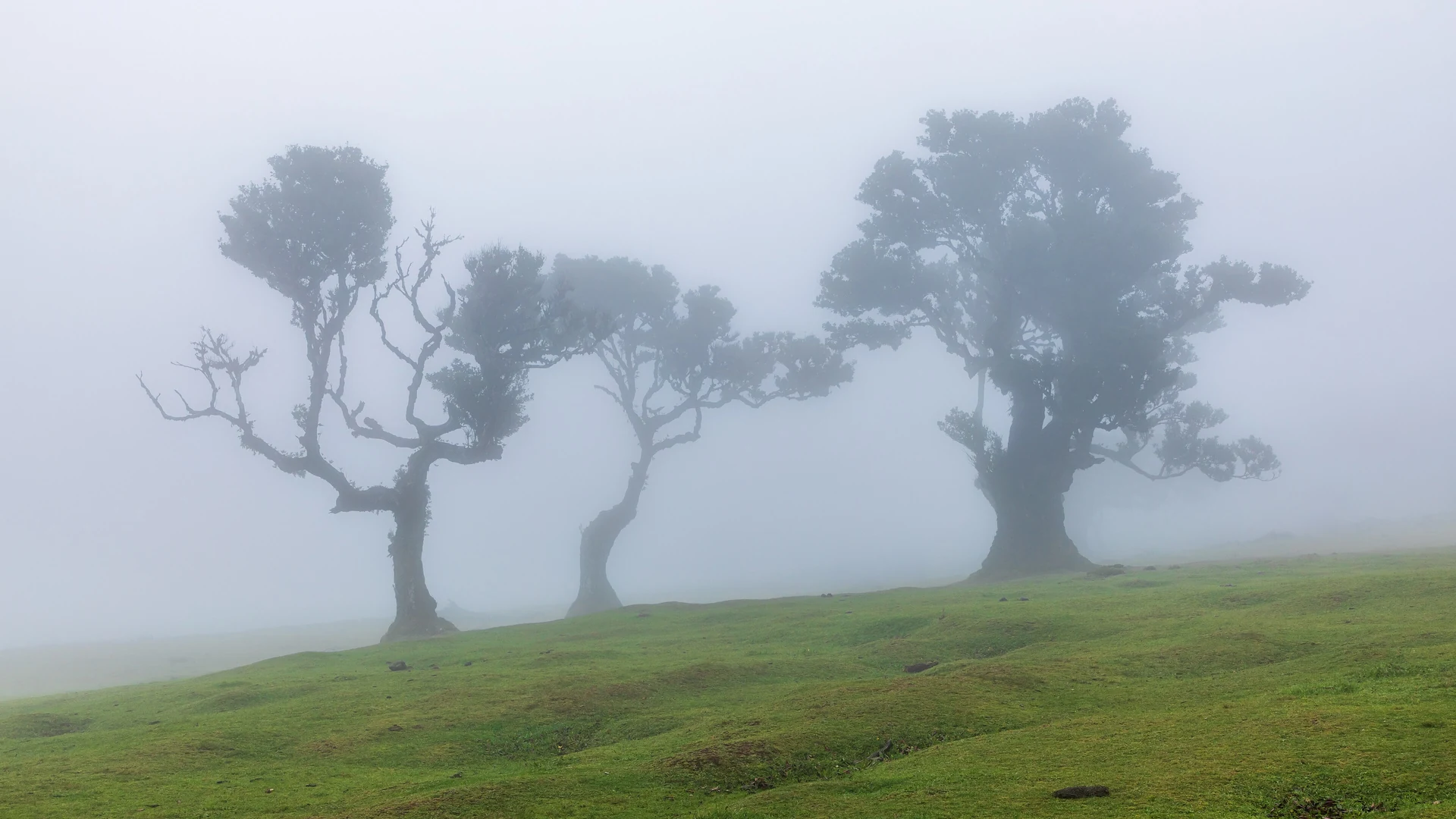 Ancient moss-covered laurel trees in the mist at Fanal Forest, Madeira