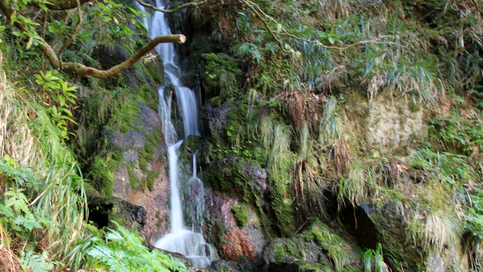 A narrow levada water channel and walking path running through green forest in Madeira