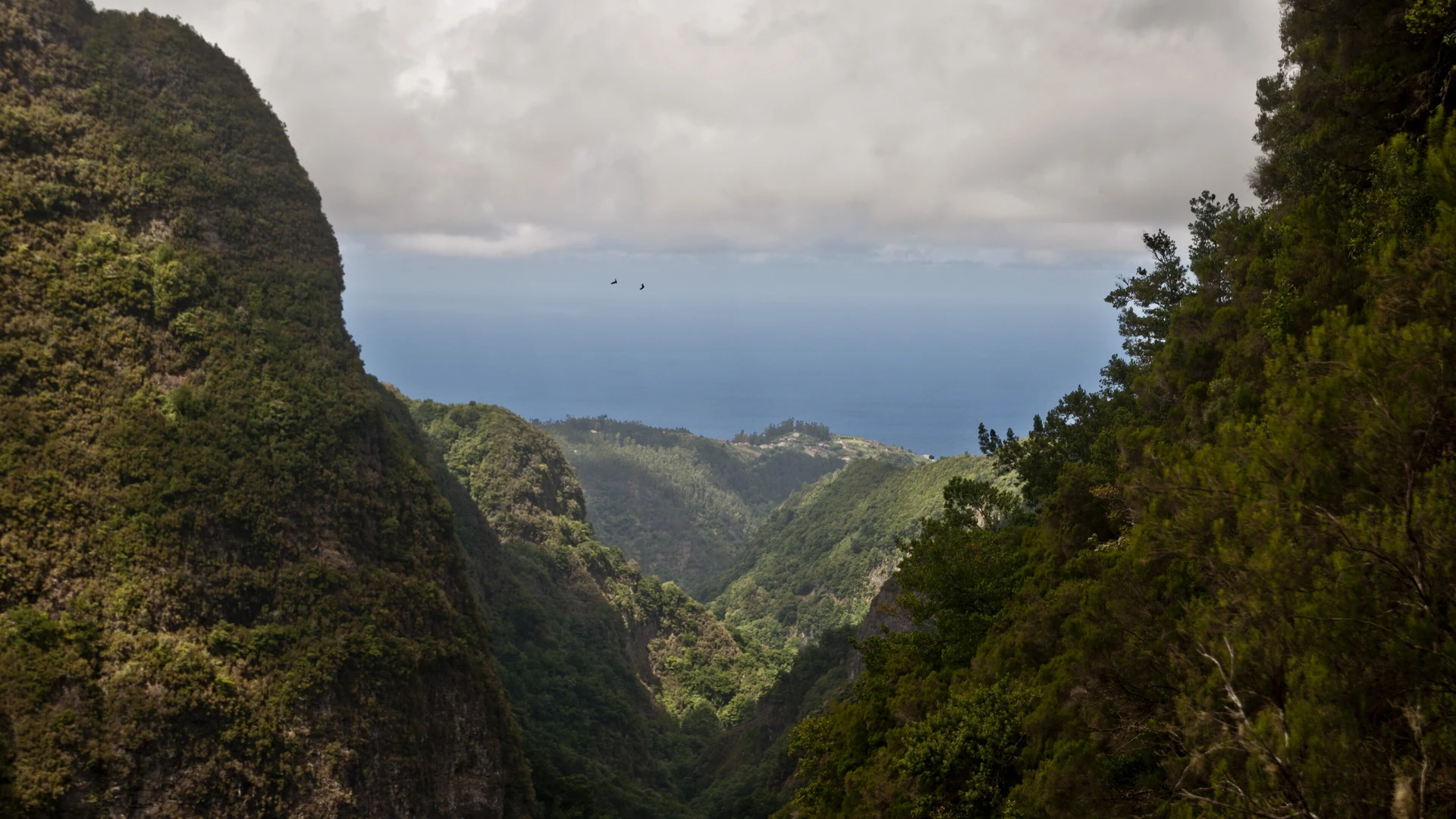 A green forested valley opening to the sea, seen from the Caldeirão Verde levada trail, Madeira