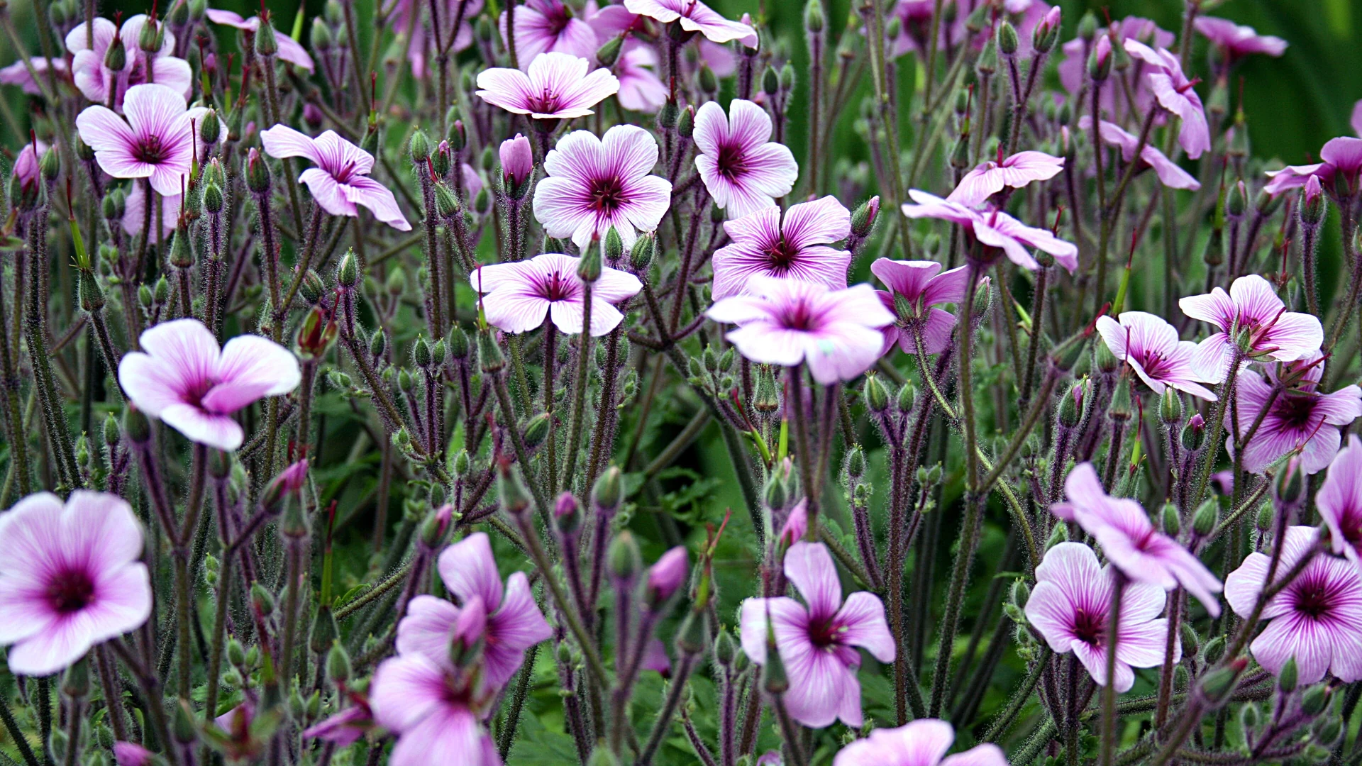 Pink Madeira cranesbill (Geranium maderense) in bloom at the Palheiro Gardens near Funchal, Madeira