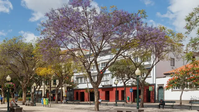 A jacaranda tree in lilac bloom over a square in Funchal in spring, Madeira