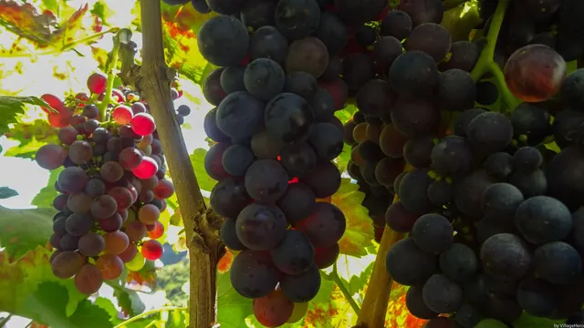 Ripe dark grape clusters on the vine at a vineyard above Câmara de Lobos, Madeira, during the September harvest