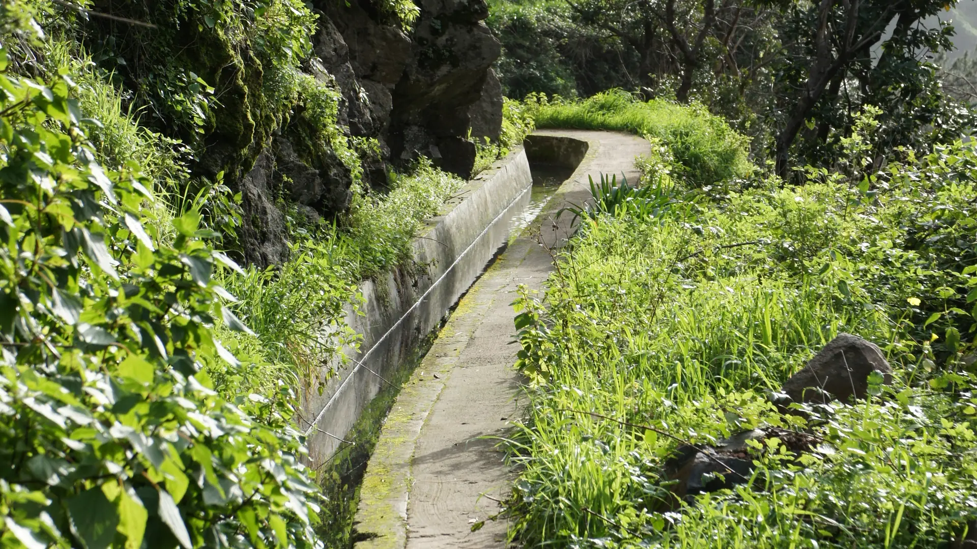 Die Levada Nova bei Ponta do Sol auf Madeira: ein schmaler Wasserkanal mit Gehweg zwischen üppigem Grün