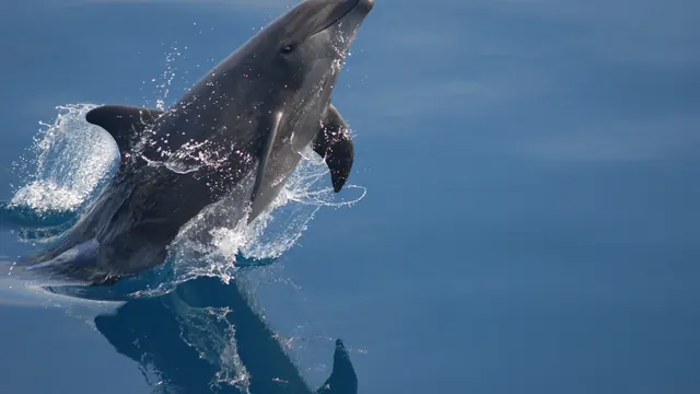 A dolphin leaping from the Atlantic, the kind of sighting Magic Dolphin's Funchal boat trips look for