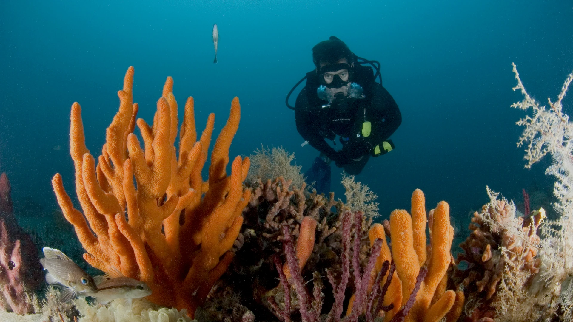 A scuba diver swimming above a colourful sponge reef with fish